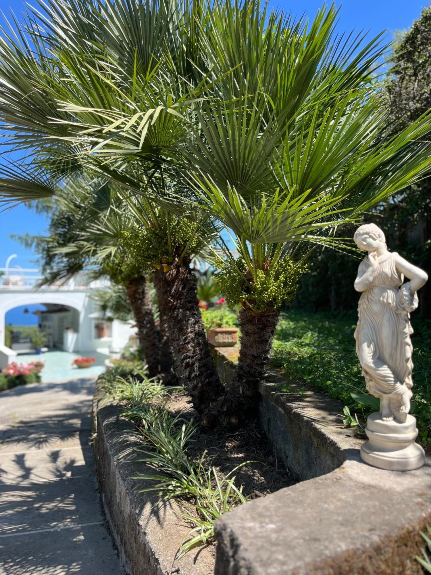 Отель Sorrento Olive Tree Garden Экстерьер фото