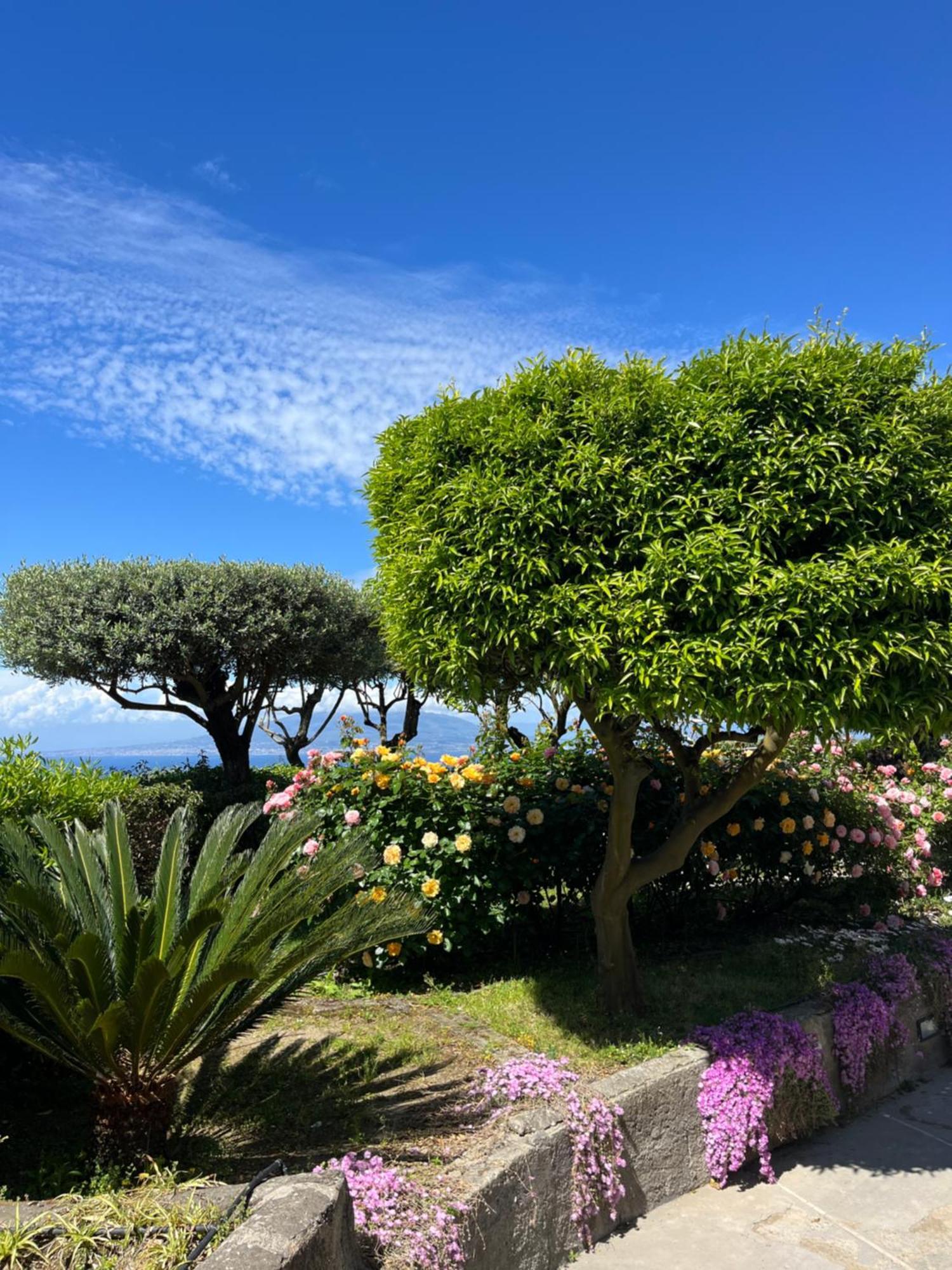 Отель Sorrento Olive Tree Garden Экстерьер фото